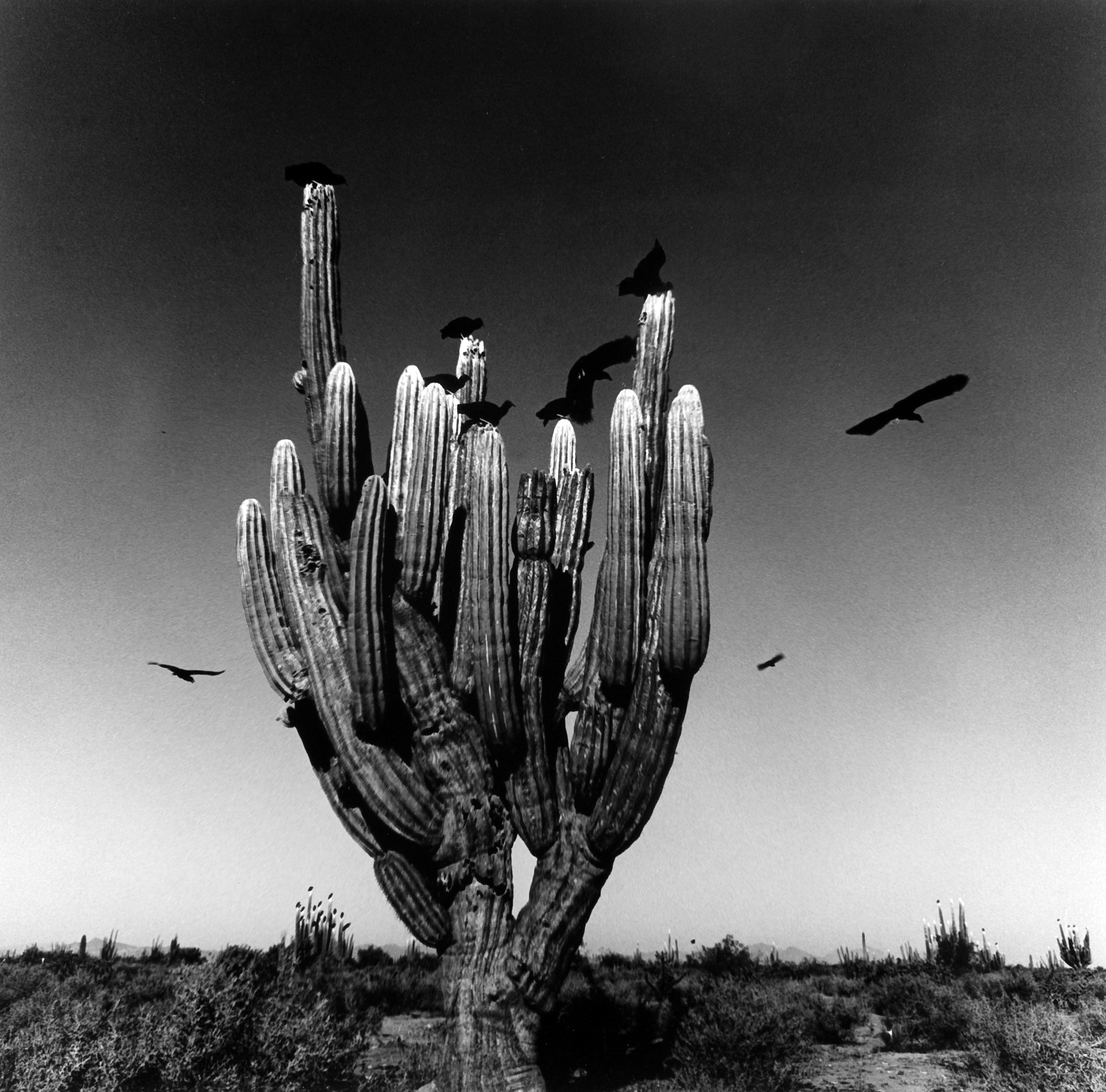 Graciela Iturbide: Eyes to Fly With at C/O Berlin